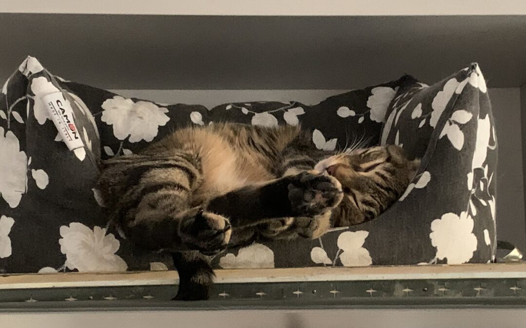 Libertà felina: posso lasciare la mia casa ai miei gatti? Scopritelo qui!