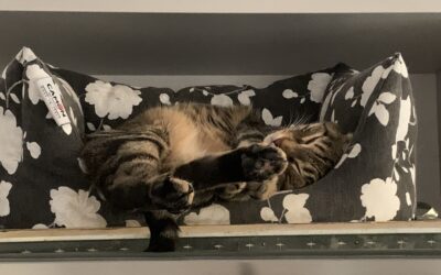 Libertà felina: posso lasciare la mia casa ai miei gatti? Scopritelo qui!