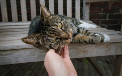 Esplorare l’eredità degli animali domestici: Potete lasciare il vostro patrimonio ai vostri amici pelosi?